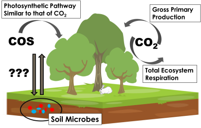 We know that COS is absorbed into plants at a rate similar to that of CO2 and that COS is not released back into the atmosphere. However, we don't yet understand how COS interacts with soils in an ecosystem.
