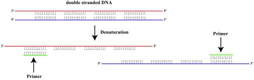 Source: http://www.science-explained.com/theory/pcr-polymerase-chain-reaction/
